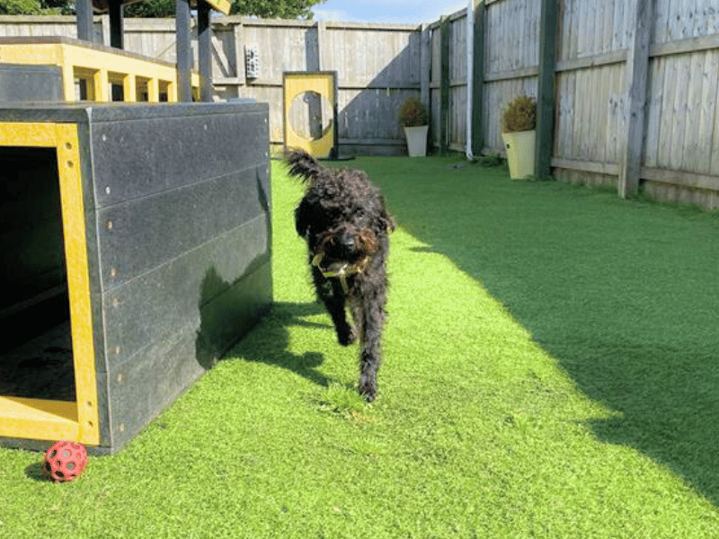 Poodle Puppies for sale in West Lothian