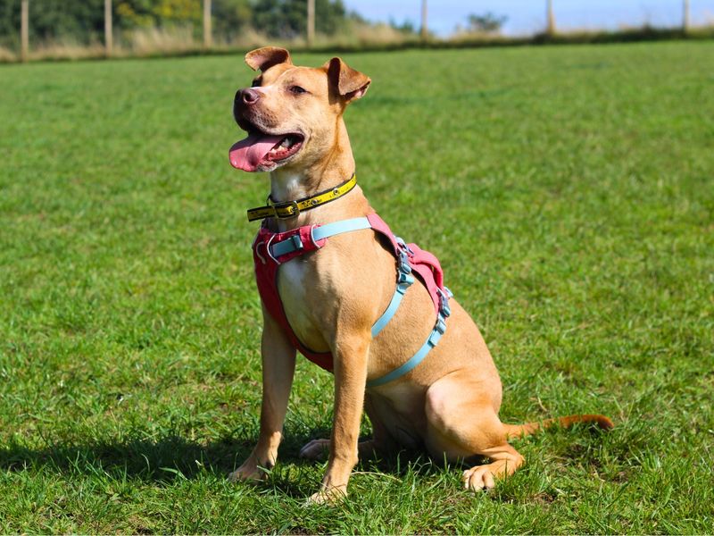 Rosie | Terrier (Staffordshire Bull) Cross | Manchester - 1