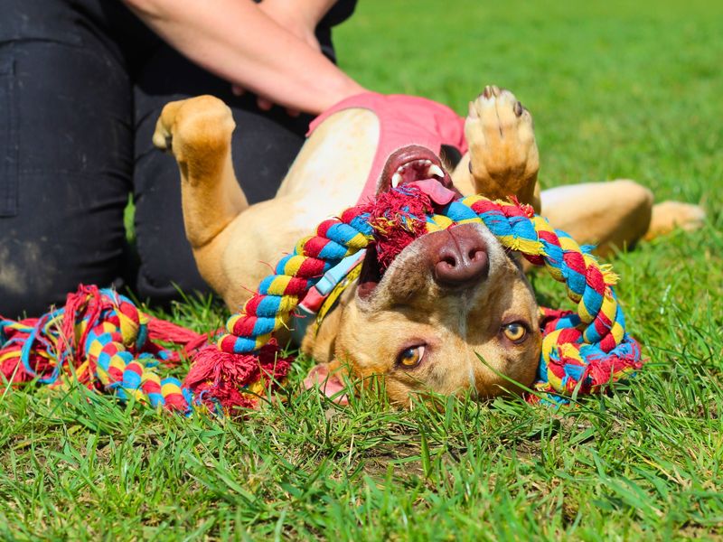 Staffie Puppies for sale in Greater Manchester