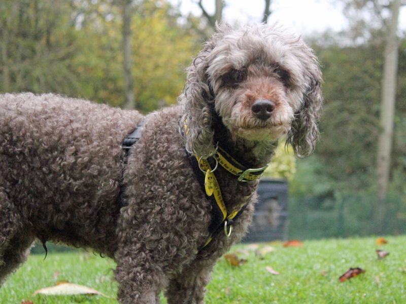 Noodles | Poodle | Merseyside (Liverpool) - 1