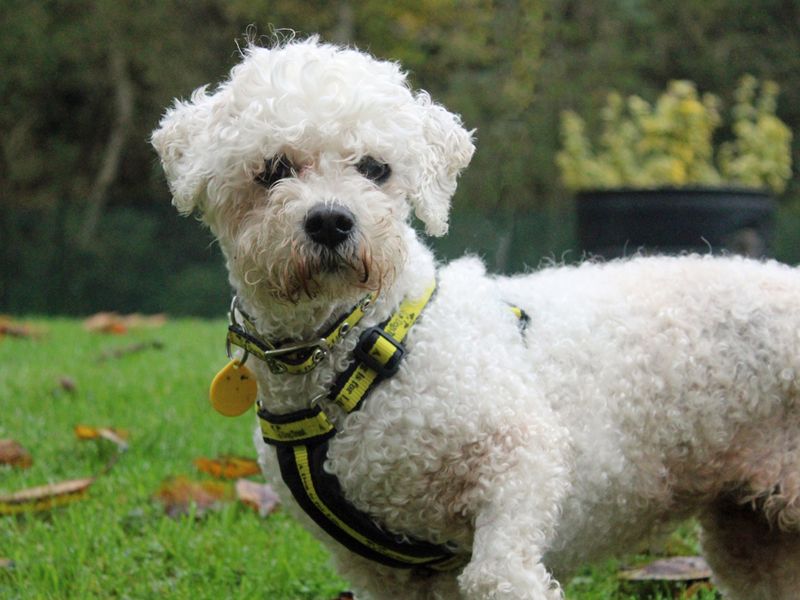 Princess | Bichon Frise | Merseyside (Liverpool) - 1