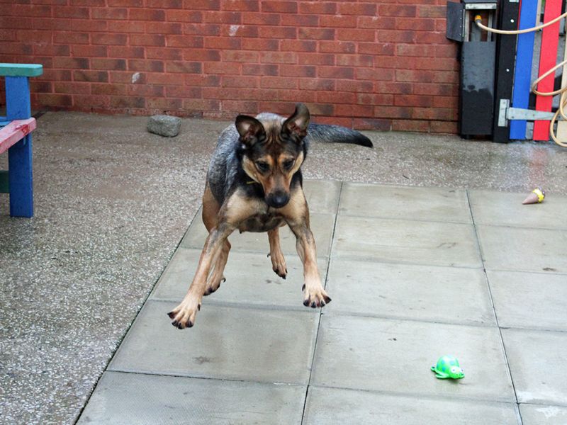 German Shepherd Puppies for sale in Merseyside