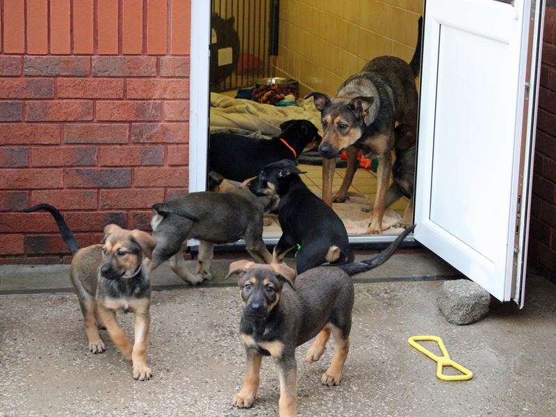 German Shepherd Puppies for sale