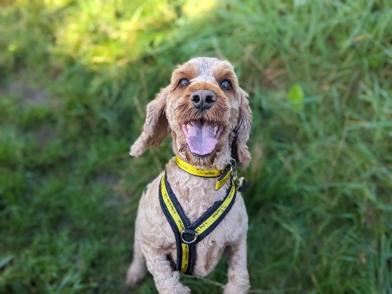 Poodles for sale in Mid Glamorgan, Wales