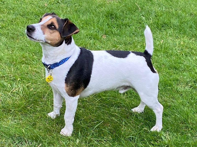 Rocky | Terrier (Jack Russell) | Harefield West London - 1