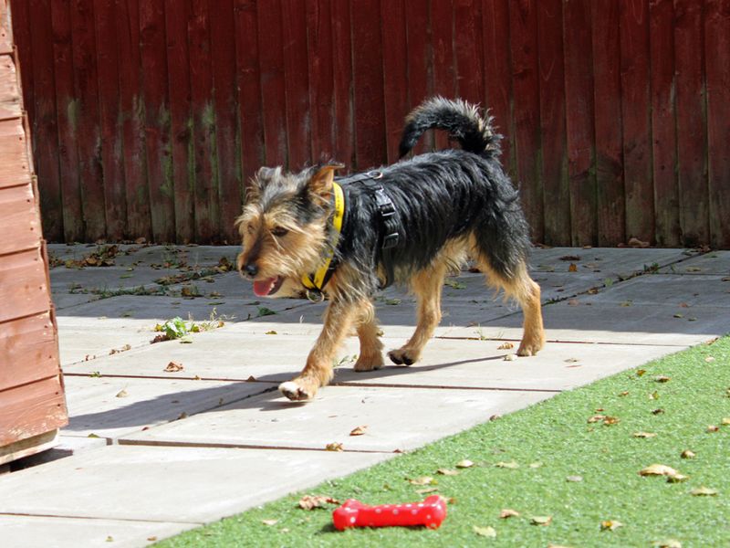 Brillo for sale in Liverpool, Merseyside - Image 3