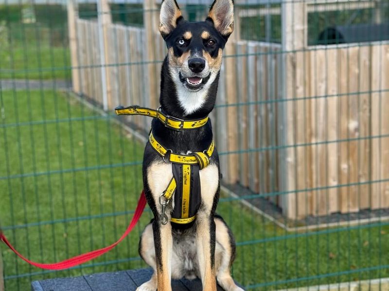 Roxie | Dobermann Cross | Ballymena (Northern Ireland) - 1