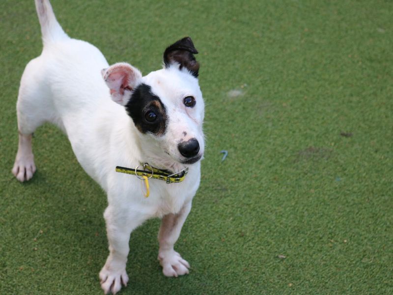 Jack Russell Puppies for sale in Scotland