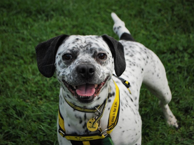 Luna | Dalmatian Cross | Newbury (Berkshire) - 1