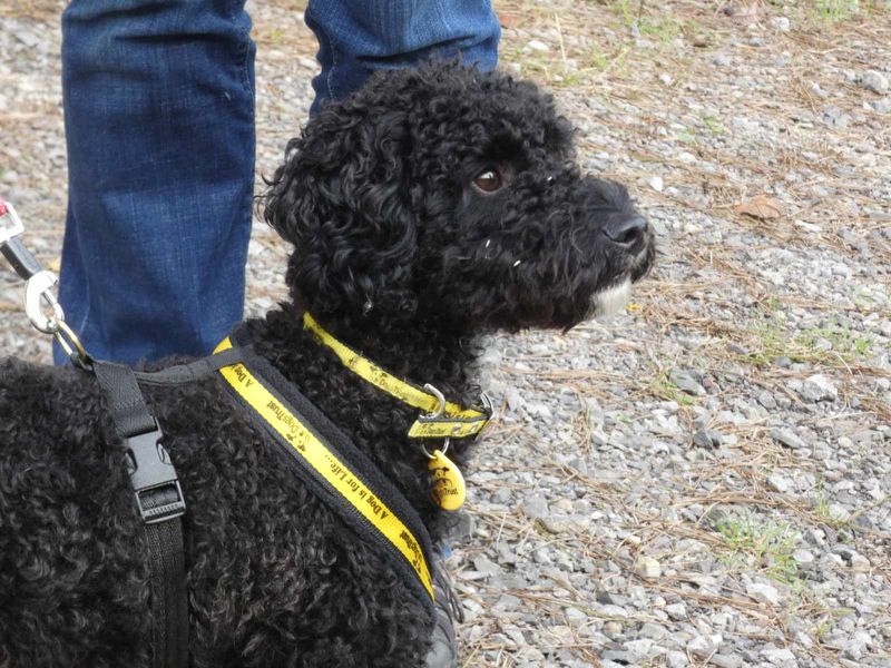 Milo for sale in Mid Glamorgan, Wales - Image 2