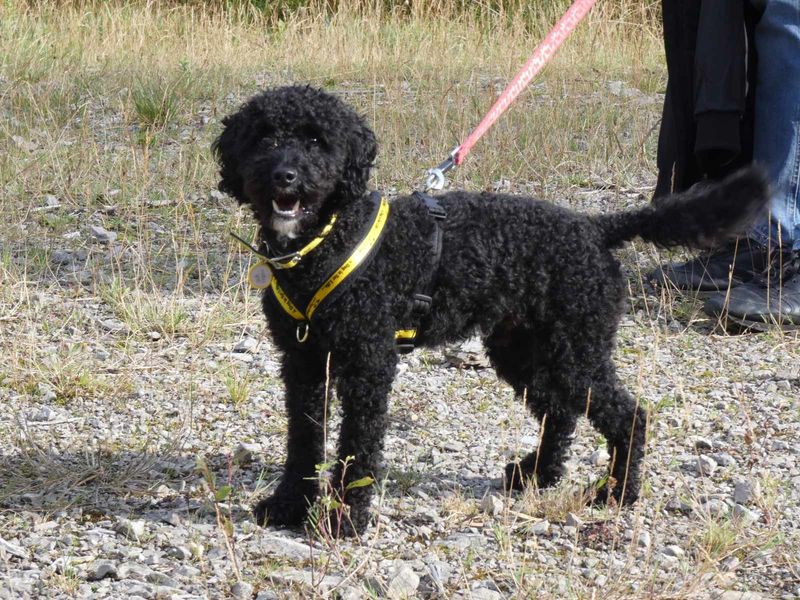 Milo for sale in Mid Glamorgan, Wales