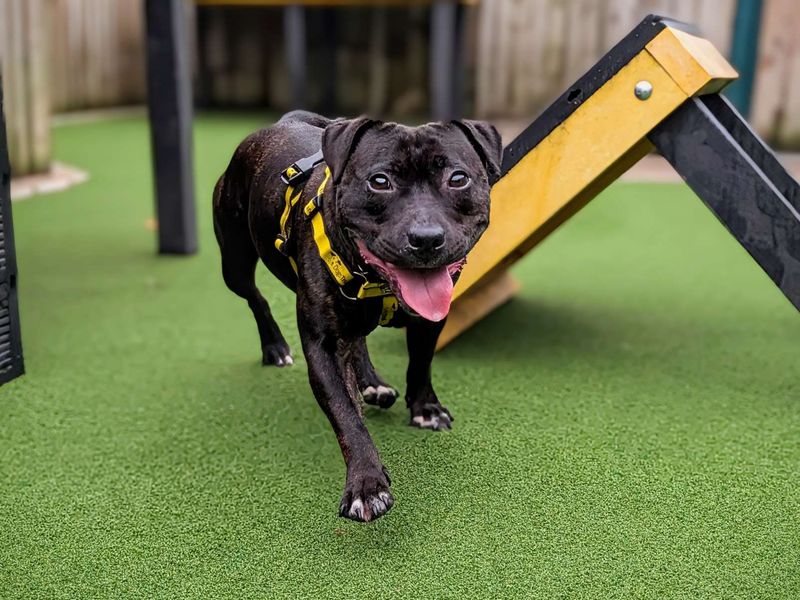 Staffordshire Bull Terriers for sale in Cardiff, Glamorgan