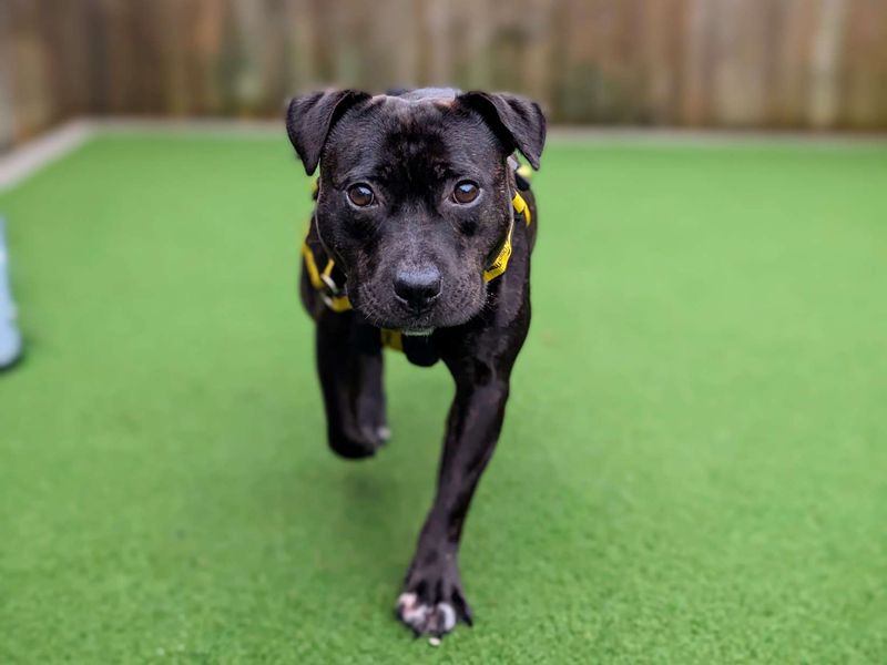 Staffie Puppies for sale in Glamorgan