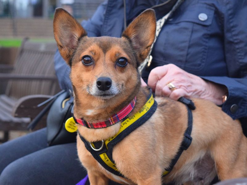 Dolly | Chihuahua (Smooth Coat) Cross | Harefield West London - 1