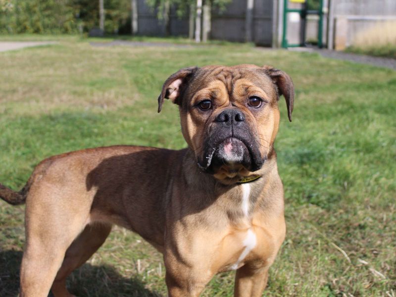 English Bulldogs for sale in Sadberge, Co Durham