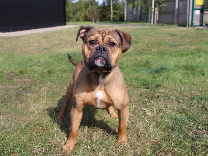 Bulldog Puppies for sale in Co Durham