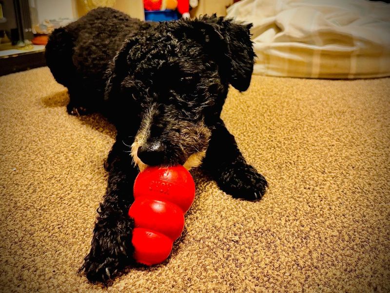 Cocker Spaniel Puppies for sale