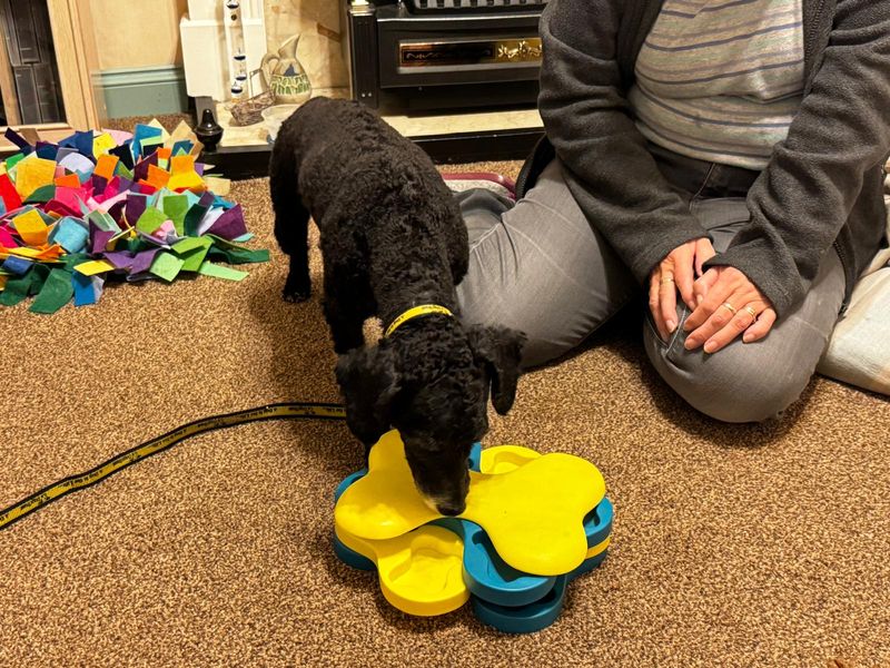 Rory | Poodle (Miniature) Cross | Manchester - 1