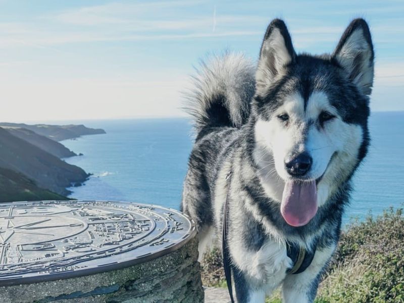 Betty | Alaskan Malamute | Ilfracombe - 1