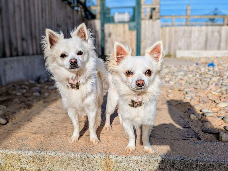 Chihuahuas for sale in Cardiff, Glamorgan