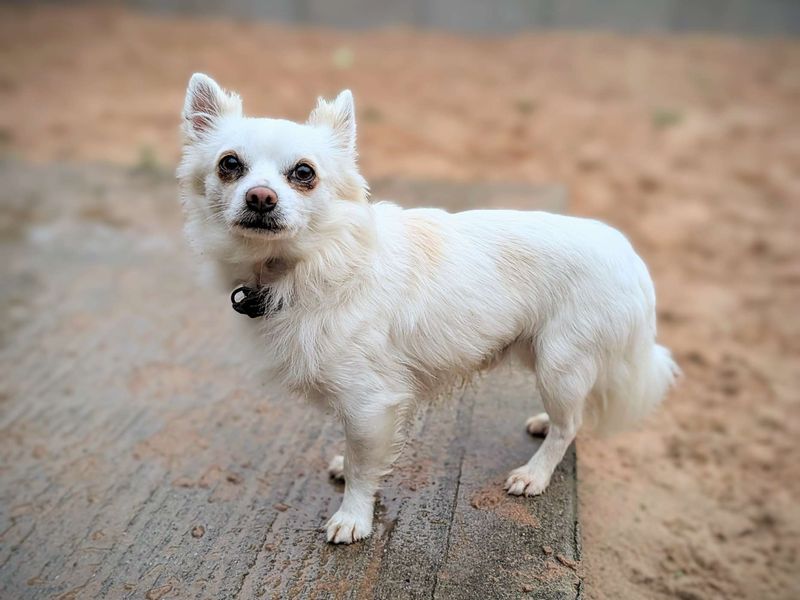 Chihuahua Puppies for sale in Glamorgan