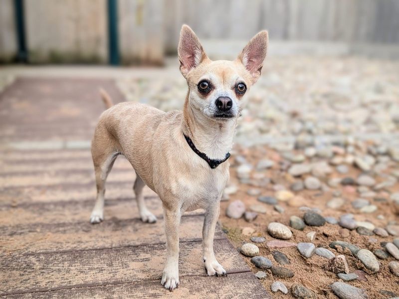 Chihuahuas for sale in Cardiff, Glamorgan