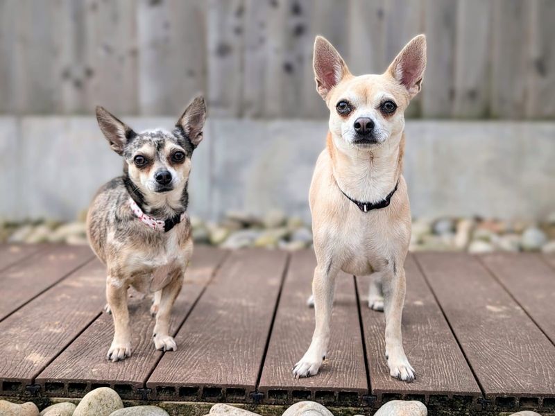 Chihuahua Puppies for sale in Glamorgan