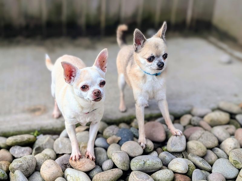 Chihuahuas for sale in Cardiff, Glamorgan