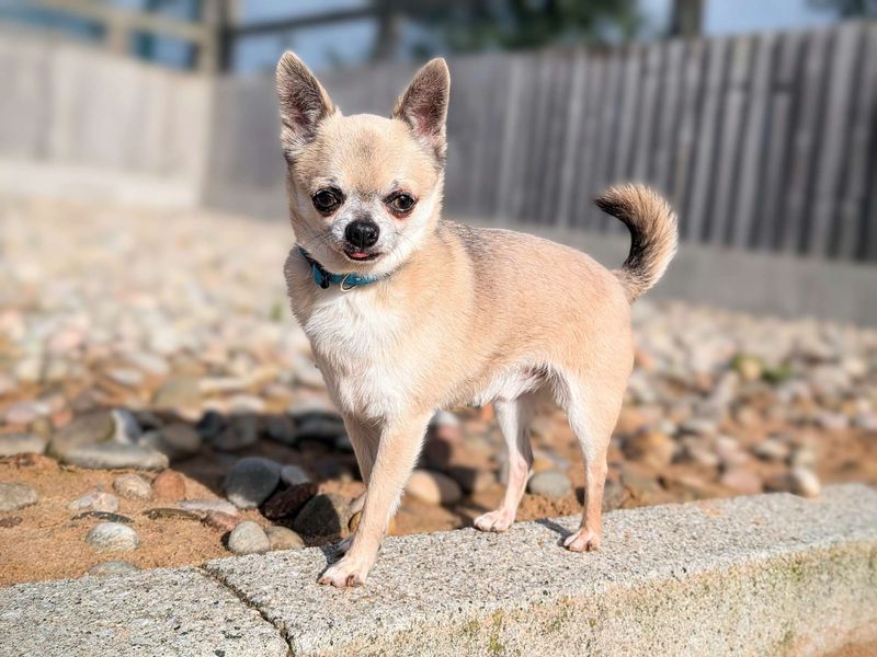 Adopt a Chihuahua Smooth Coat Rescue Dog Olivia Dogs Trust