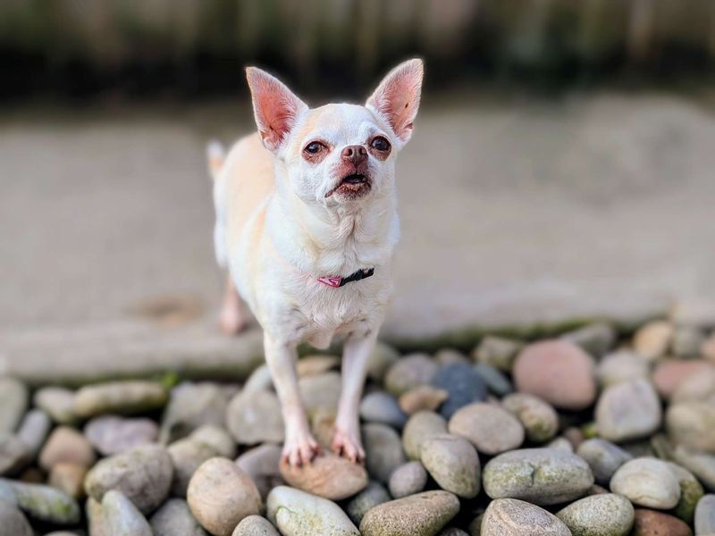 Chihuahua Puppies for sale in Glamorgan