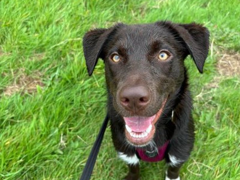 Delilah | Retriever (Labrador) Cross | Harefield West London - 1