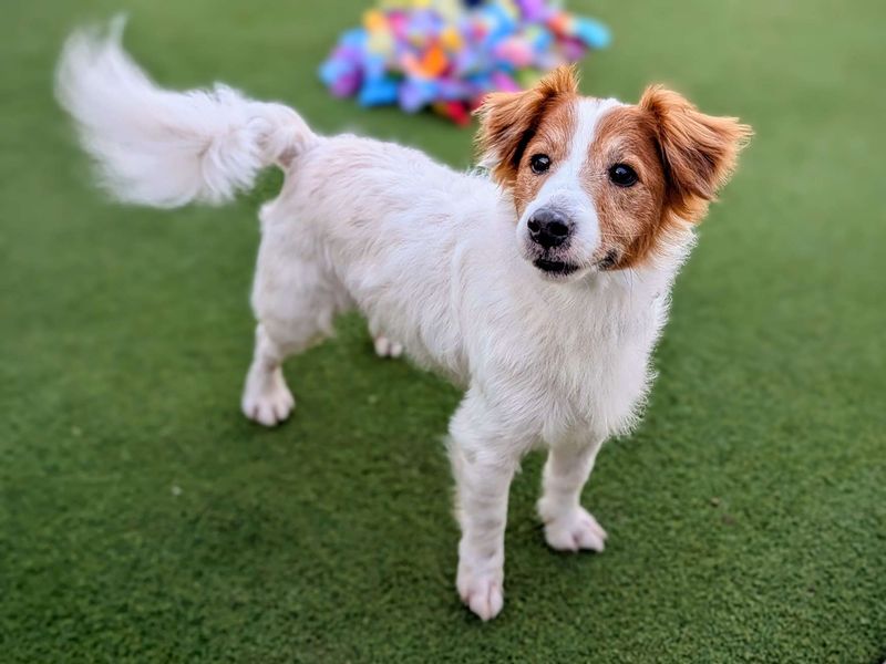 Jack Russell Puppies for sale