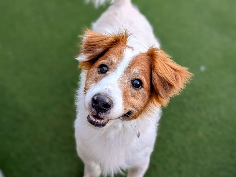 Jack Russells for sale in Cardiff, Glamorgan