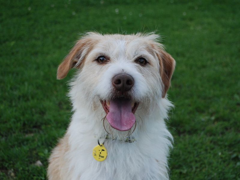 Kobie | Terrier (Jack Russell) Cross | Newbury (Berkshire) - 1