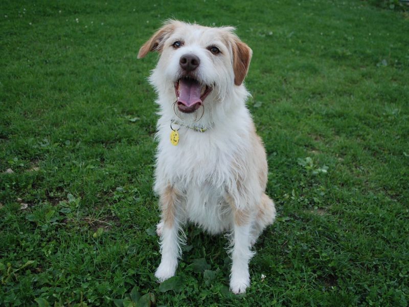 Jack Russells for sale in Newbury, Berks