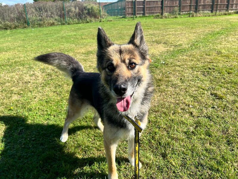 German Shepherds for sale in Chestfield, Kent