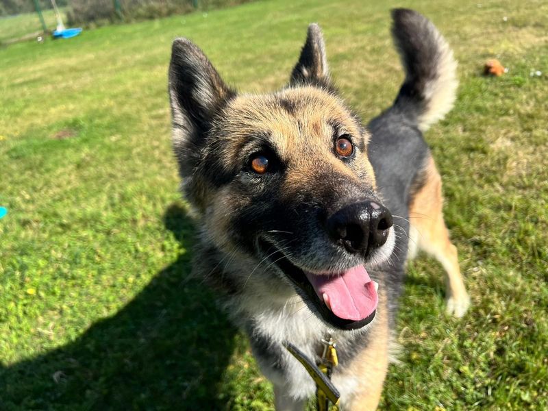 German Shepherd Puppies for sale in Kent