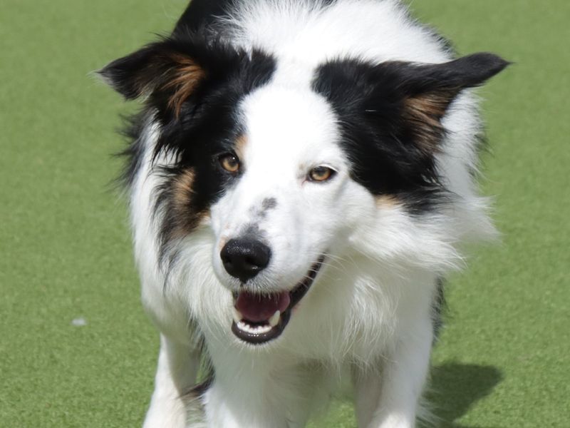 Woody | Collie (Border) | Evesham (Worcestershire) - 1