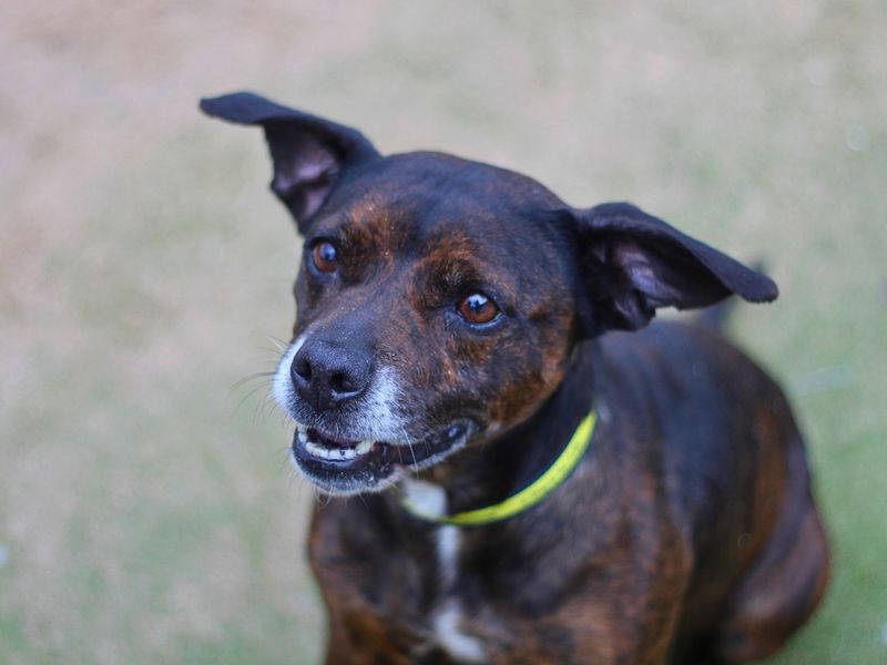 Elmo | Terrier (Staffordshire Bull) | Manchester - 1