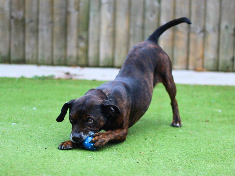 Staffordshire Bull Terriers for sale in Manchester, Greater Manchester