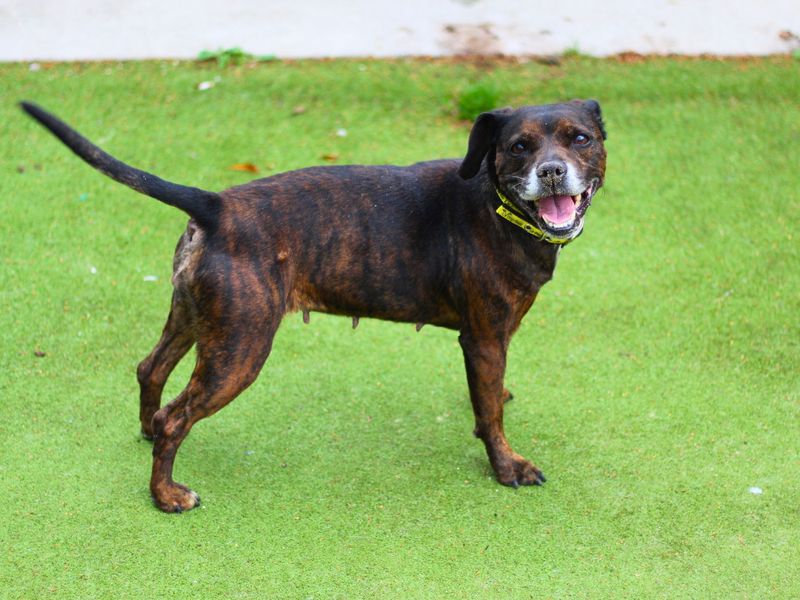 Staffie Puppies for sale