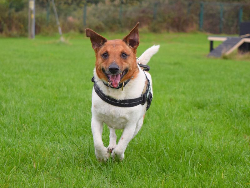 Jack Russell Puppies for sale in London