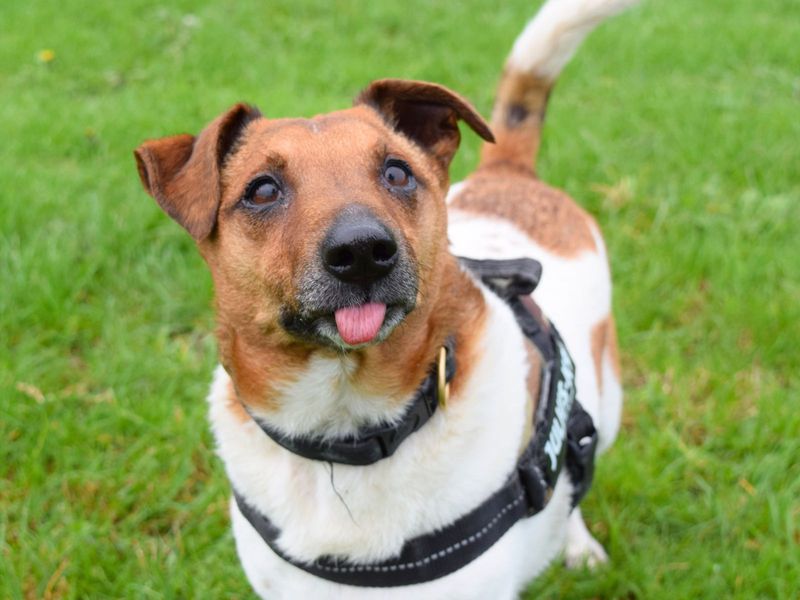 Jack Russells for sale in Uxbridge, London