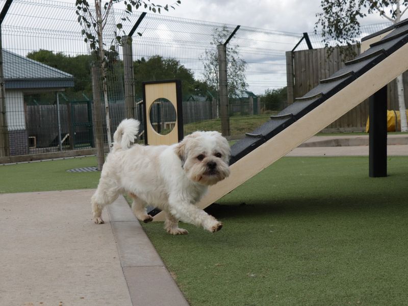 Shea for sale in Evesham, Worcestershire