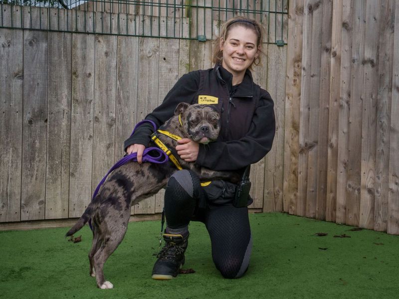 Beryl | Terrier (Staffordshire Bull) Cross | Loughborough - 1