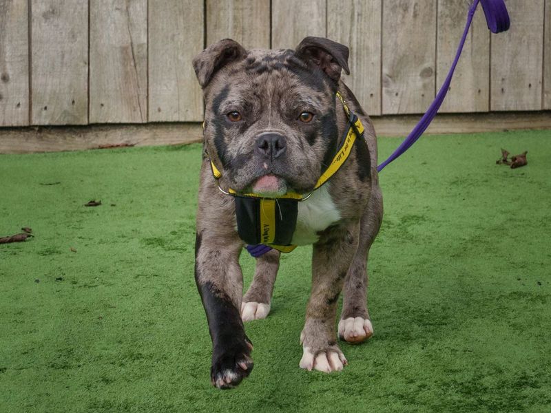 Beryl for sale in Wymeswold, Leicestershire