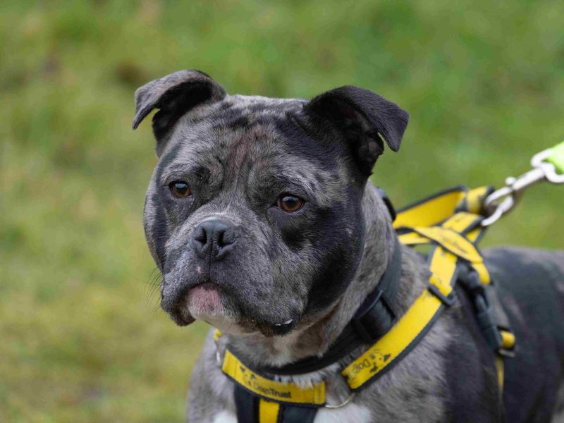 Beryl | Terrier (Staffordshire Bull) Cross | Loughborough - 1