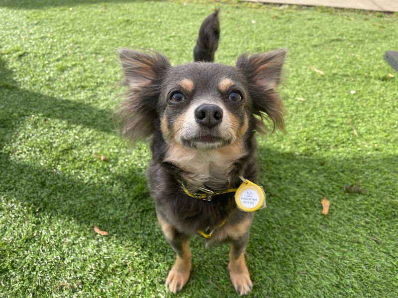 Chihuahuas for sale in West Calder, West Lothian