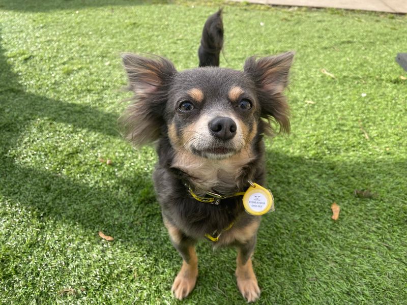 Chihuahua Puppies for sale in West Lothian