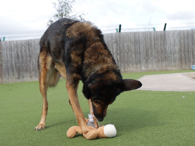 German Shepherd Puppies for sale